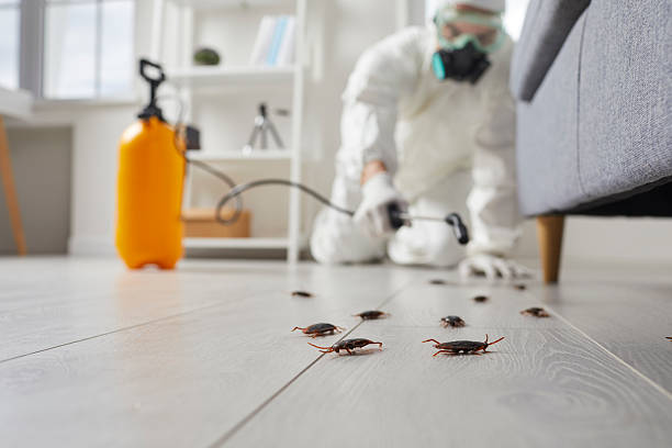 Commercial Kitchen Cockroach Control in Rockcreek